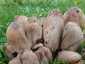 Ráncos tintagomba (Coprinopsis atramentaria), Balatonfüred